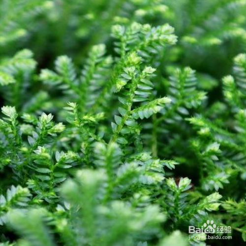 翠云草叶片干黄是怎么了？