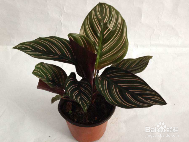 双线竹芋的价值是什么?