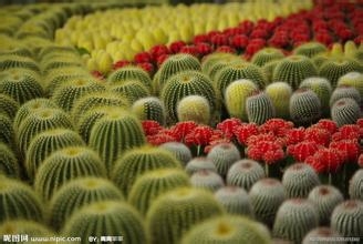 怎样养护盆栽仙人球