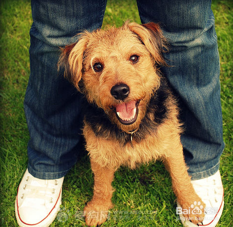 狗狗挑食不爱吃饭怎么办?如何解决狗狗厌食
