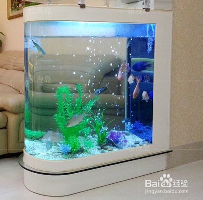 怎么养鱼不会死