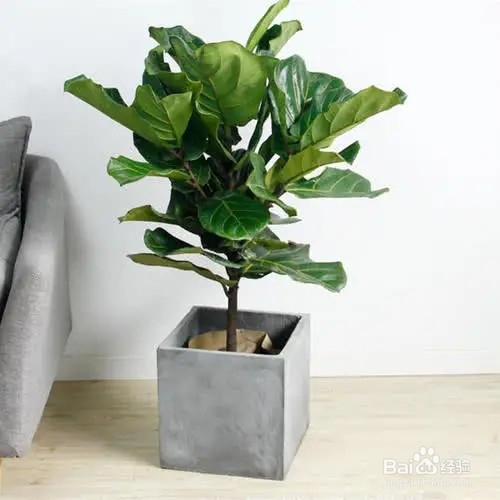 既大气又漂亮的大型绿植，非常适合在客厅中养护
