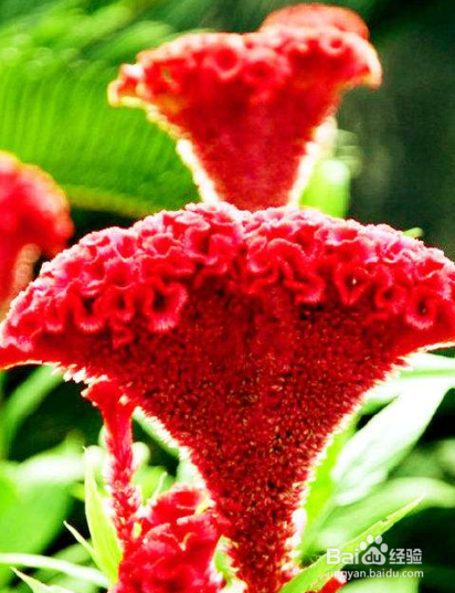 鸡冠花的养护方法?