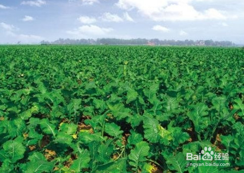 8苦味菜 夏季防病更健康