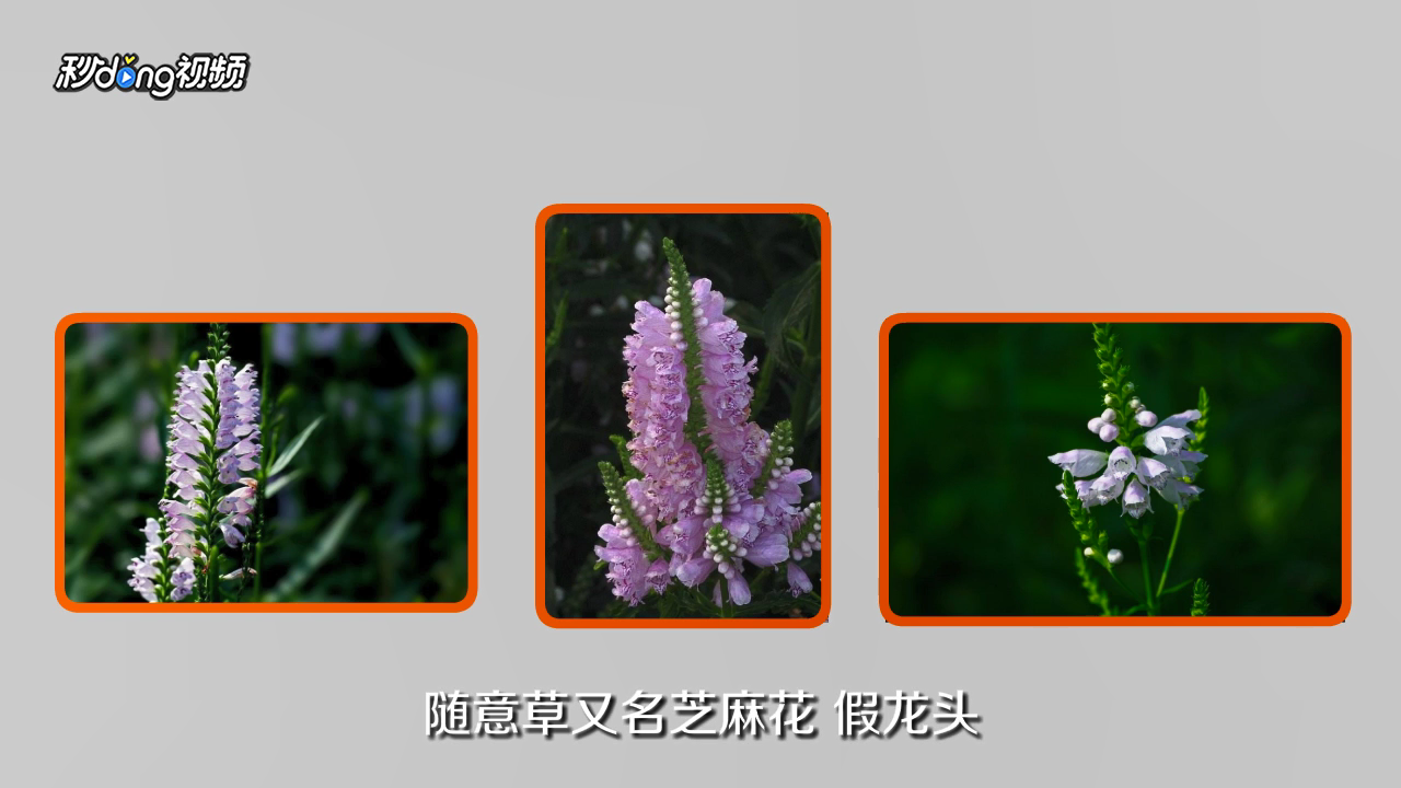 随意草的花语是什么