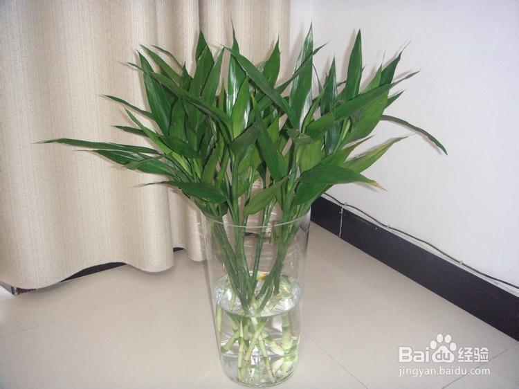 冬天怎样养富贵竹