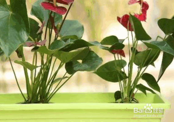 家庭养花治虫的方法