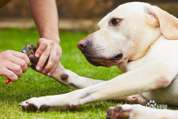 怎么训练狗狗衔取训犬方法