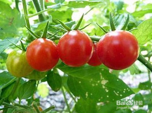 吃西红柿的好处。