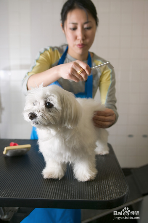 怎么给小狗狗洗澡?