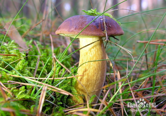 哪些食物可以解酒