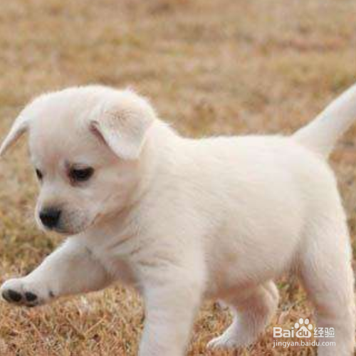 小金毛拉稀拉水是怎么了？