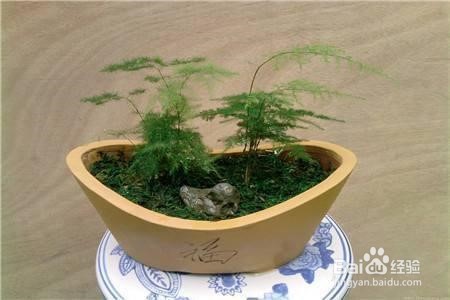 文竹扦插繁殖方法