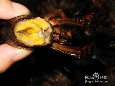 潜江油焖大虾做法