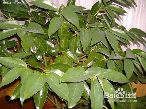 平安树的养殖方法