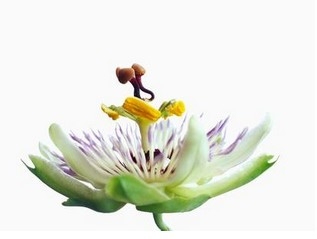 生物学习方法精华