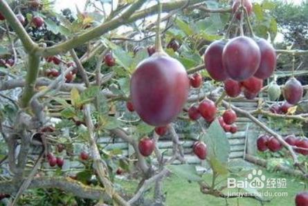 怎样种植树番茄
