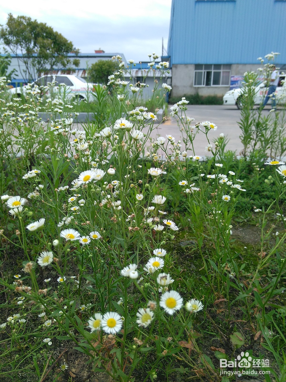 就地取景的技巧