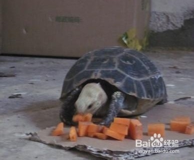 陆龟拒食的常见原因以及解决办法