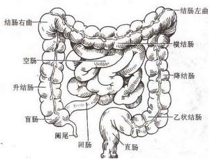 桃仁的功效与作用