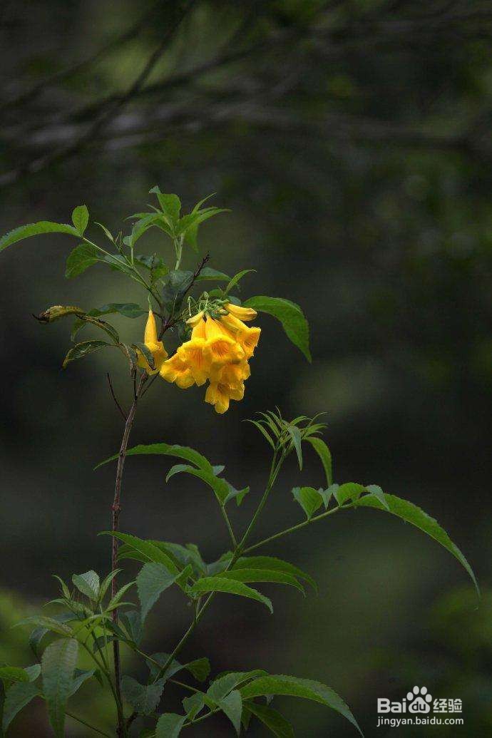 黄钟花的养殖及注意事项