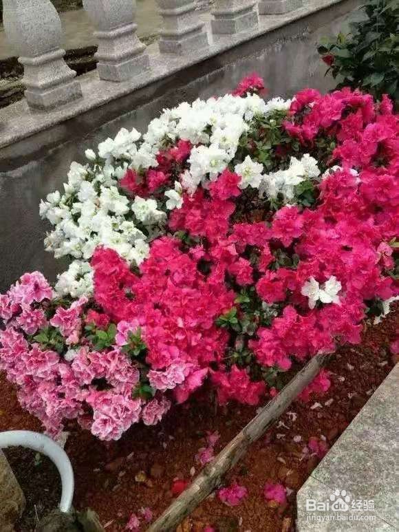 6种花是甲醛克星,养一盆身体更健康