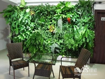 怎样用植物墙装点家居,倡导绿色人居环境