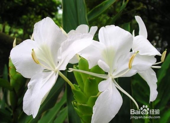 生姜应该怎么挑