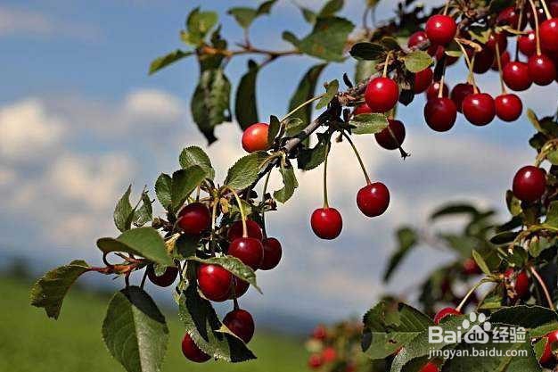 樱桃嫁接的最佳时间和方法是怎样的?