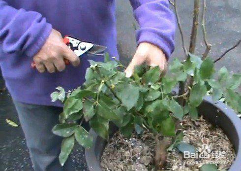 怎样修剪月季花