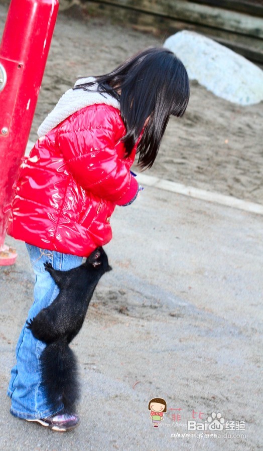 懒人菜蒜蓉烤青口&菲比喂小松鼠