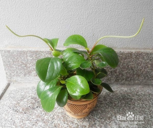 豆瓣绿（碧玉花）的介绍