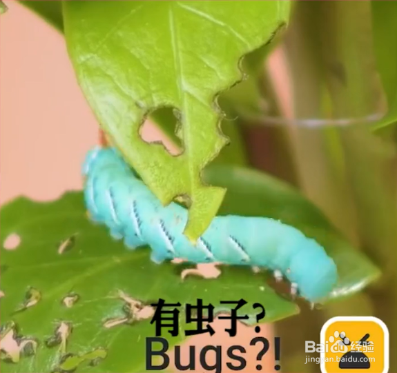 生活中种植花草的妙招