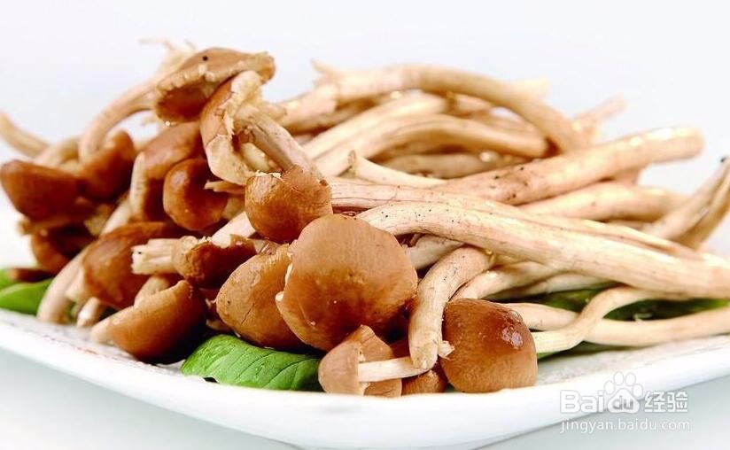 茶树菇怎么培育和管理
