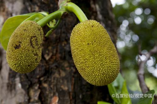 菠萝蜜的营养价值和功效与作用