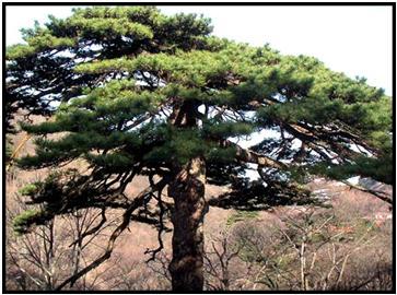 怎样安排黄山两日游