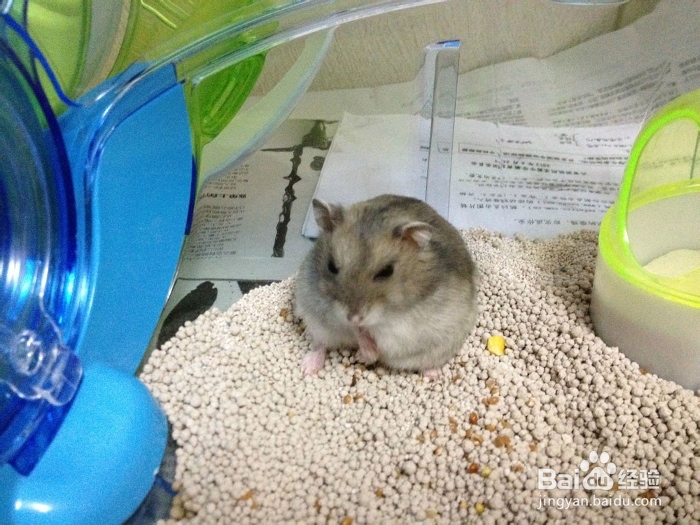 怎样饲养仓鼠---如何选择垫料