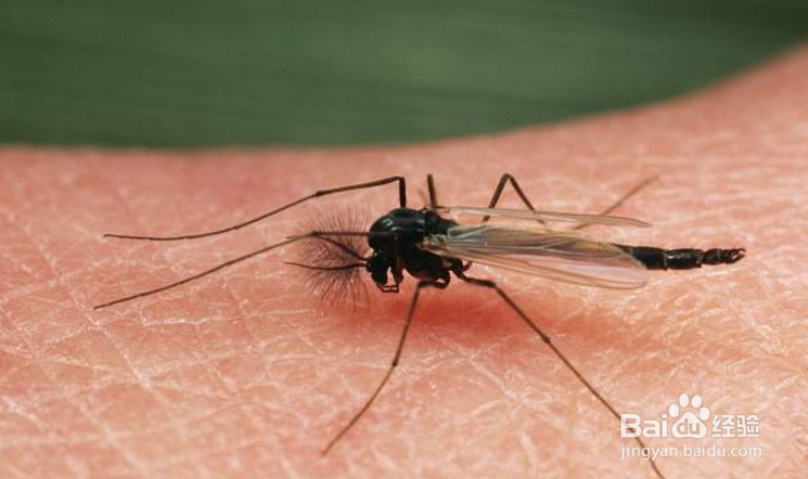 如何不让蚊子叮咬小宝宝