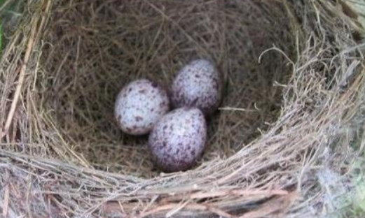 破坏鸟窝的后果是什么