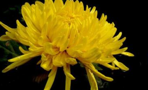 介绍一种事物提纲图片