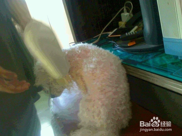 刚洗完澡的宠物狗怎样吹干卷着的毛