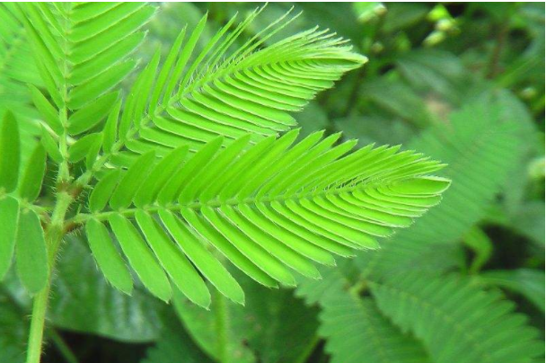 怎样让含羞草叶子张开来