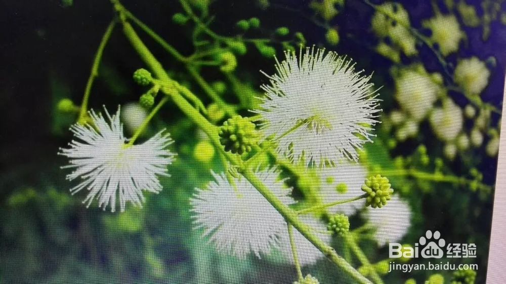 小学生节日期间给老师送什么礼物呢？