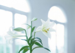 百合花有没有香味，分哪些品种