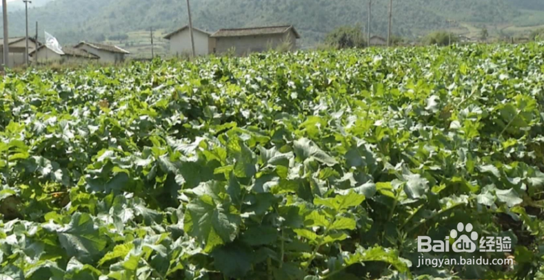 秋萝卜种植时间和方法?