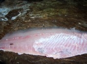 如何做浇汁菊花鱼