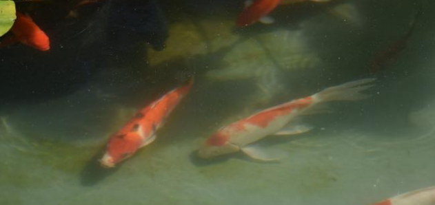 池塘里的鱼能吃桔子吗