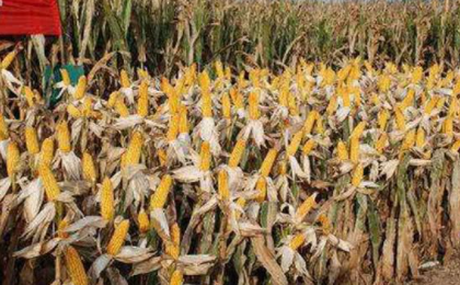 玉米一立方多少公斤