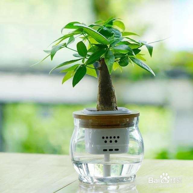 在家养这几种水培植物,让居室变得很有生机!