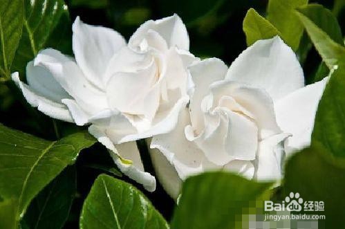 栀子花叶子上长虫了怎么办呢？